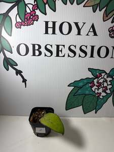 Hoya fuscomarginata, Rare