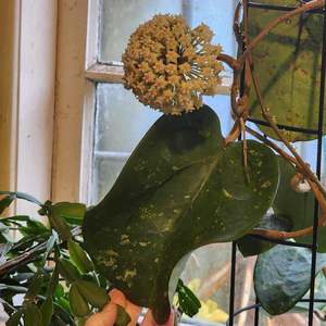 Hoya loyceandrewsiana