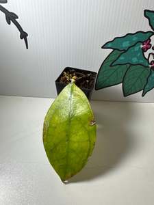 Hoyas: Hoya sp. Chicken Farm - Rare