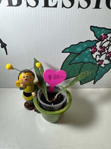 Hoyas: Hoya rigidifolia, Very Rare