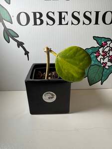 Hoyas: Hoya kerrii (Inner variegated) - Cuttings