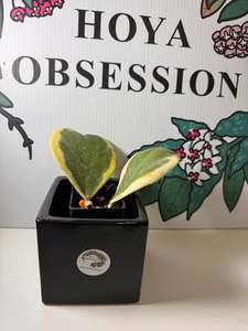 Hoya kerrii (Outer variegated) - Cuttings