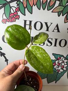 Hoyas: New Release - Hoya latifolia (Silver)