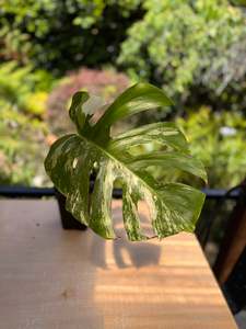 Variegated Monstera