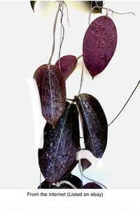 Hoya AH ‘Black Magic’, Extremely Rare