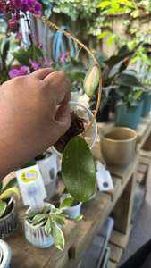 Hoyas: Listing for K. Williams