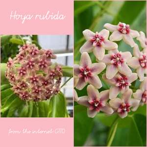 Hoyas: Hoya rubida, Rare