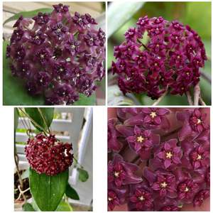 Bundle # 3 - Hoyas with Dark Flowers