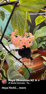 Bundle # 2 - Philippine Hoyas - Rare Hoyas