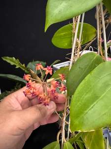 Bundle - Philippine Hoyas - Rare Hoyas