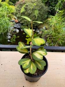 Hoyas: Hoya kerrii (Inner variegated), Full Plant