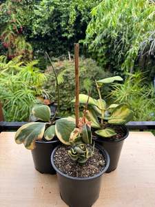 Premium Variegated Bundle