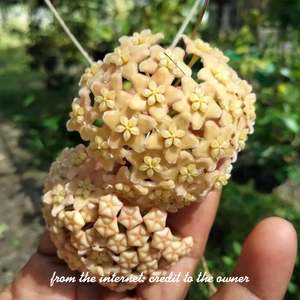 Hoya sp PNG SV422, Very Rare