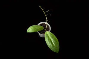 Hoyas: Hoya sp. AH ‘Mei Lin’, Very Rare