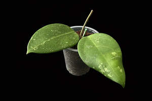 Hoyas: Hoya sp. Thien Phuc (Splash), New Release, extremely rare