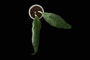 Hoya sp. NAP 03 (Splash), Extremely Rare