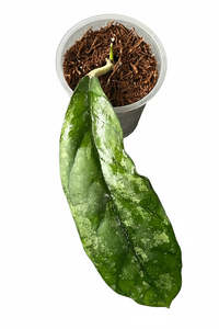 Hoyas: Hoya sp. Bahoi, Extremely Rare