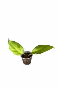 Hoya  priktai, Extremely Rare