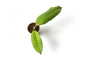 Hoyas: Hoya sp. Sabah , Extremely Rare