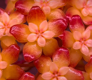 Hoya ‘Tequila Sunrise’ - Extremely Rare