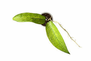 Hoya sp. Lai Chau (Long leaves) Very Rare