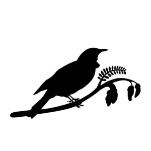 Gifts 50 100: Tui on Kowhai