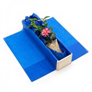 Camellia Tree Gift