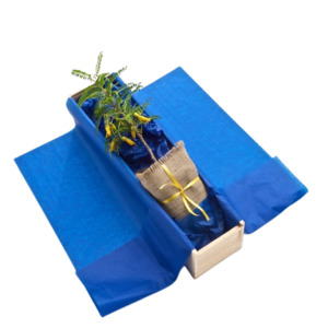 Gifts Under 50: Kōwhai Tree Gift