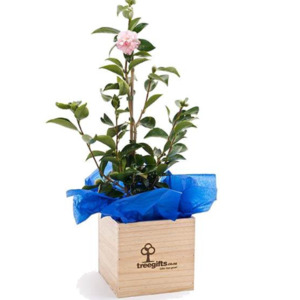 Gifts For Her: Camellia Tree Gift - Large