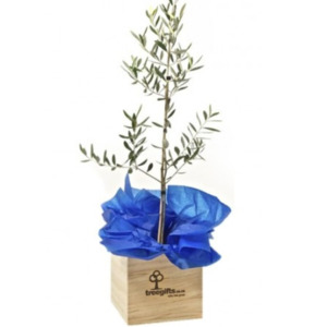 Gifts 50 100: Olive Tree (Tree of Peace)