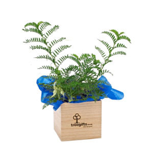 Native Kākābeak  Large