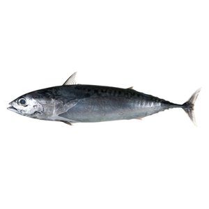 Bullet Tuna 2kg (in-store only)
