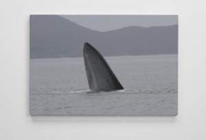 Products: Bryde’s whale canvas