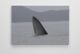 Bryde’s whale canvas