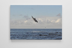 Products: Bottlenose dolphin canvas 2