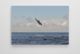 Bottlenose dolphin canvas 2