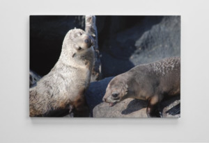 Products: Fur seal canvas