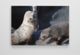 Fur seal canvas