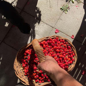 Our: Rosehip Face Cream | winter release.