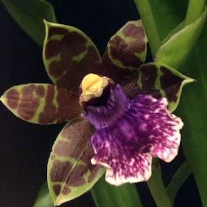 Zygopetalums: Z. Days Gone By x River Murray