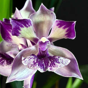Zns. Cynosure 'Blue Bird' x Z. Big Country