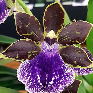 Zygopetalums: Z. Kiwi Susan x Syd Monkhouse