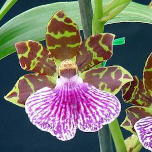 Zygopetalums: Z. Titanic x (Z. B. G. White x Seagulls Landing)