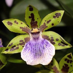 Zygopetalums: Npp.  Adelaide Jester x Z. River Murray