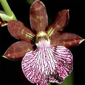 Zygopetalums: Z. (B. G. White x Seagulls Landing) x Titanic