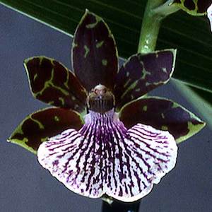 Zygopetalums: Z. (B. G. White x Seagulls Landing) x Npp.  Adelaide Jester