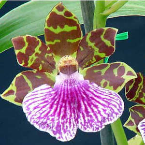 Zygopetalums: Z. Titanic x Kiwi Susan