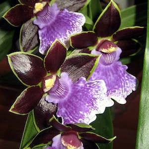 Zygopetalums: Z. Kiwi Susan x (mackayi x Alan Greatwood)