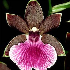 Zygopetalums: Z. Kiwi Beach