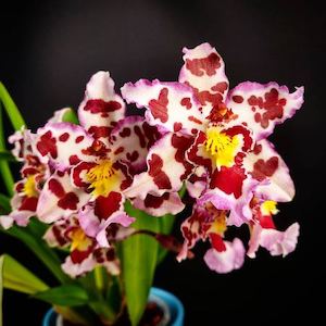 Oncidiums: Ons. Habibi 'Pacific Pleasure' (syn. Wilsonara)